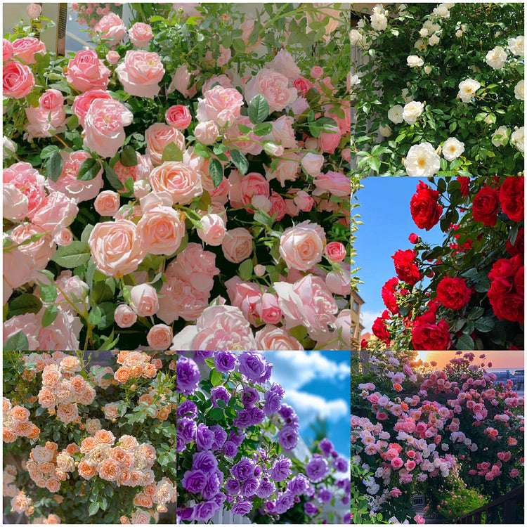 Mixed-Color Climbing Rose Seeds UK - Non-Invasive Everblooming Perennial Plants