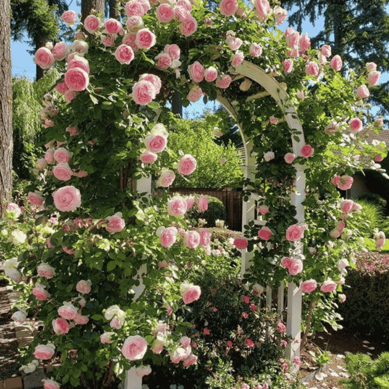 Mixed-Color Climbing Rose Seeds UK - Non-Invasive Everblooming Perennial Plants