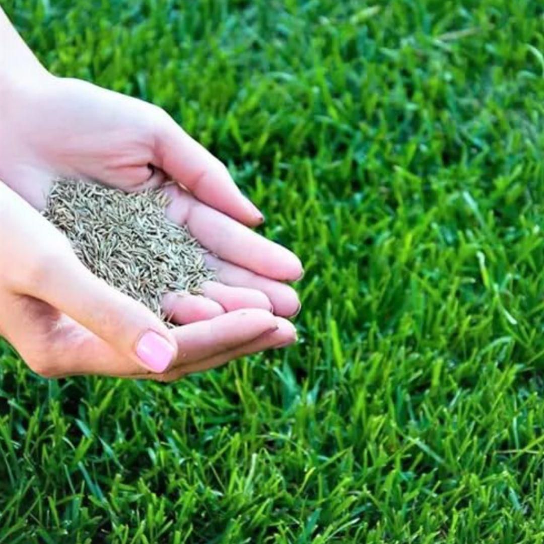 American Style Grass Seed Pack for Lawns