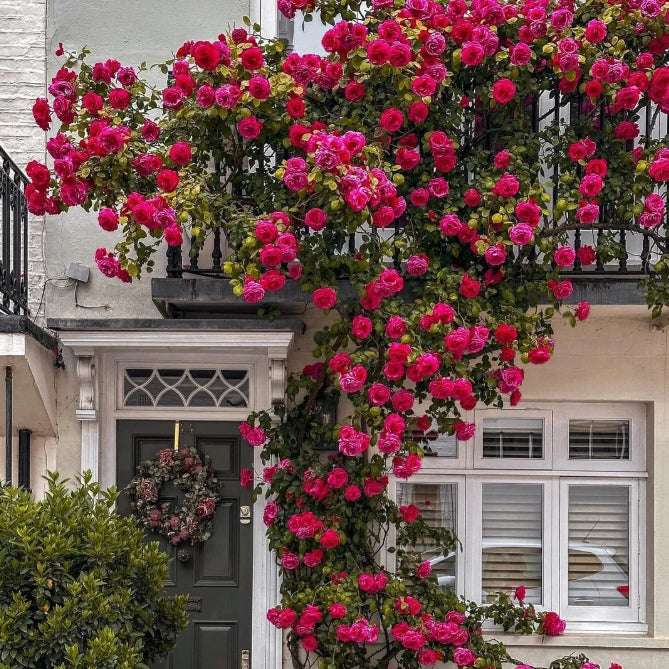 Mixed-Color Climbing Rose Seeds UK - Non-Invasive Everblooming Perennial Plants