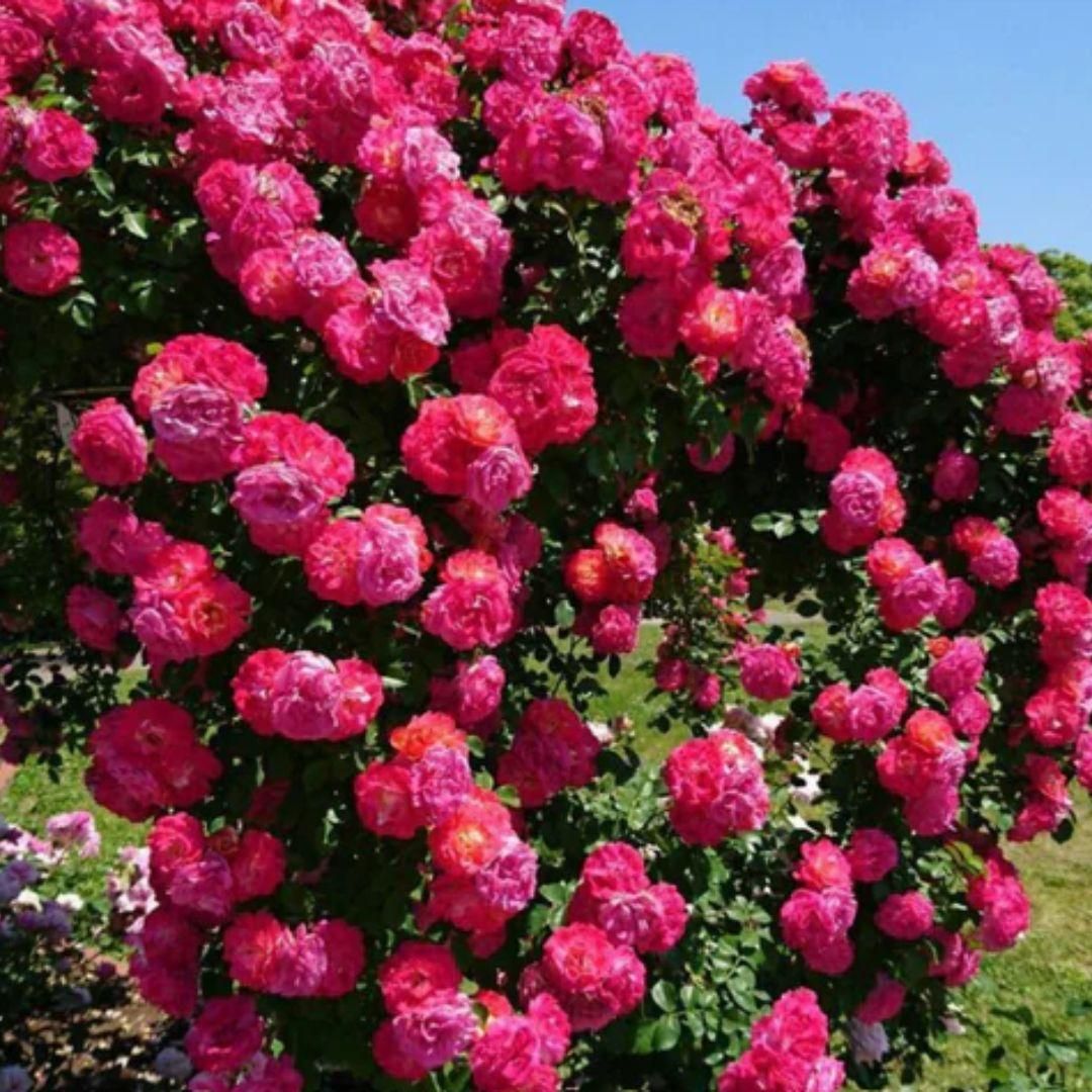 climbing rose seed 1 SECRET Rare Climbing Rose Seeds Blooming 300% Faster (Proof Inside)
