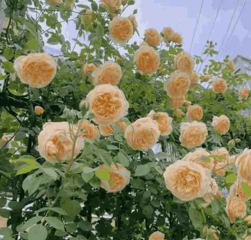 Mixed-Color Climbing Rose Seeds UK - Non-Invasive Everblooming Perennial Plants