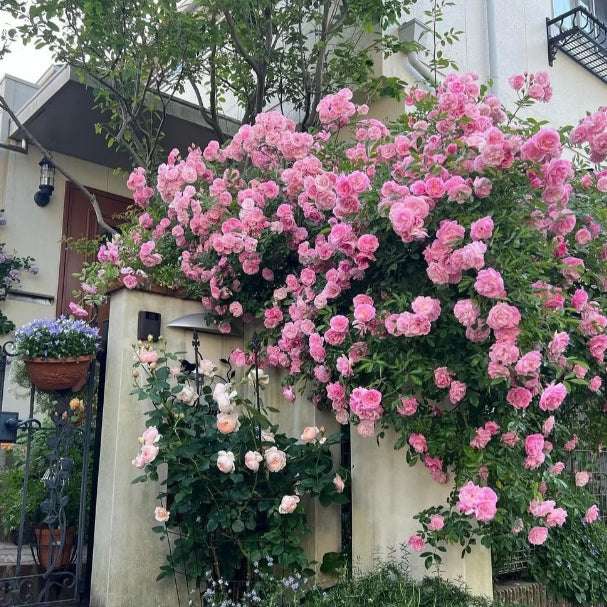 Mixed-Color Climbing Rose Seeds UK - Non-Invasive Everblooming Perennial Plants