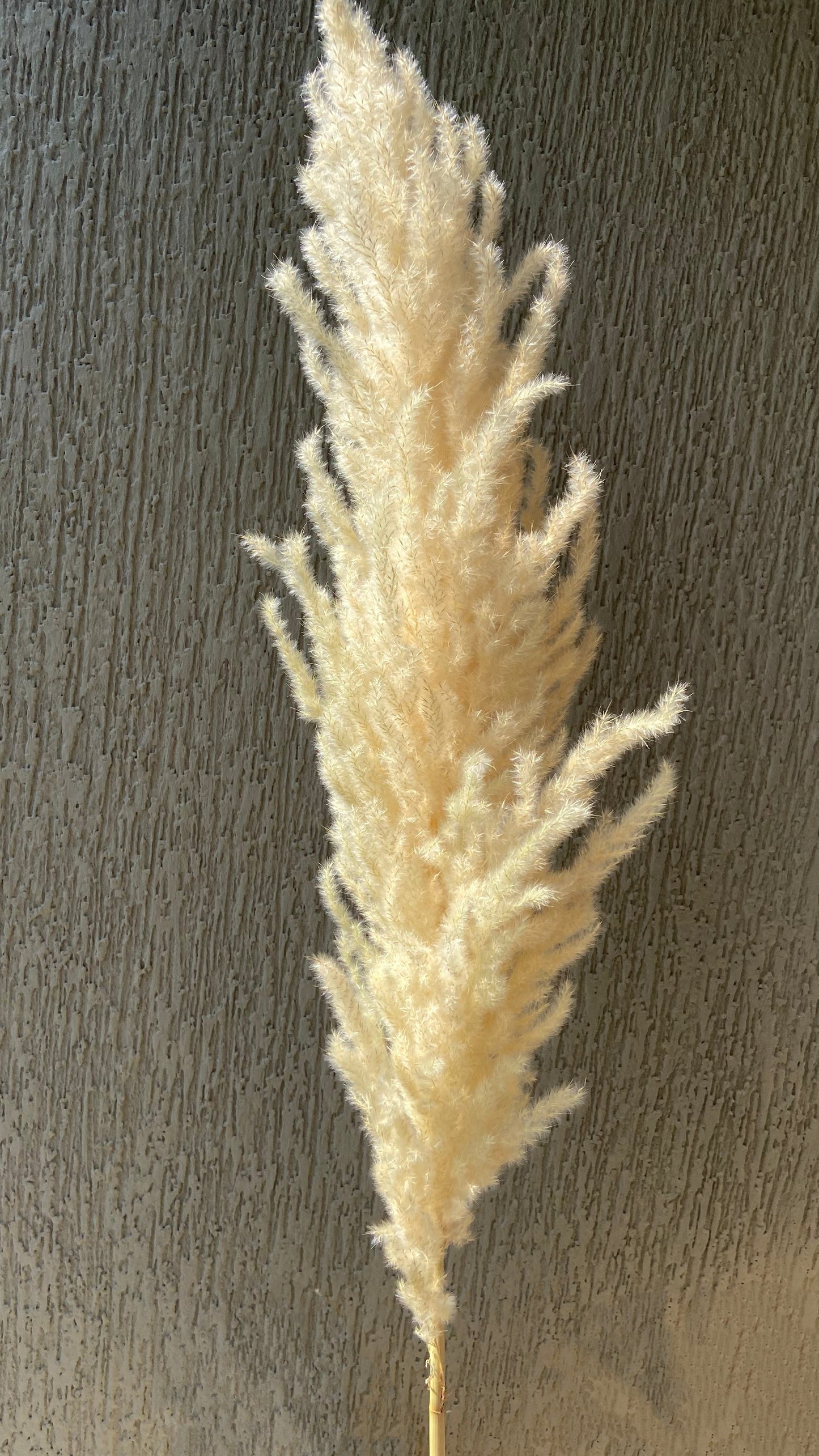Ivory Tall Pampas Grass: Natural for Home & Wedding Decor