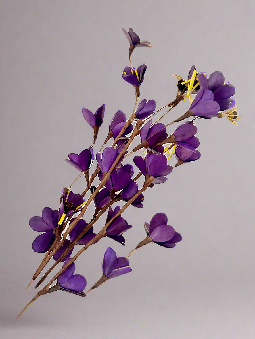 purple bella For frontdoor