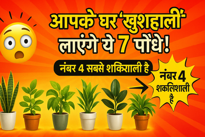 आपके घर में 'खुशहाली' लाएंगे ये 7 पौधे! (नंबर 4 सबसे शक्तिशाली है)