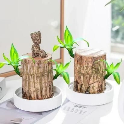 Brazilian Lucky Wood Plant: Full Grown Benefits