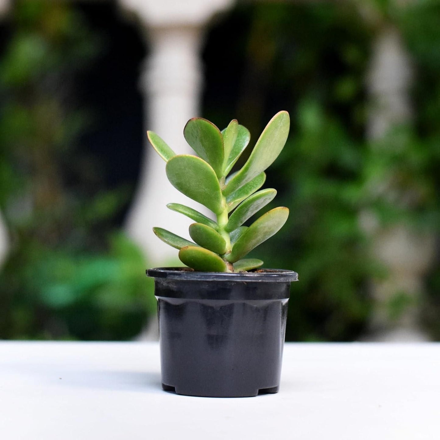 Buy Kuberakshi Green (Crassula Ovata Green): The Perfect Low-Maintenance Indoor Plant