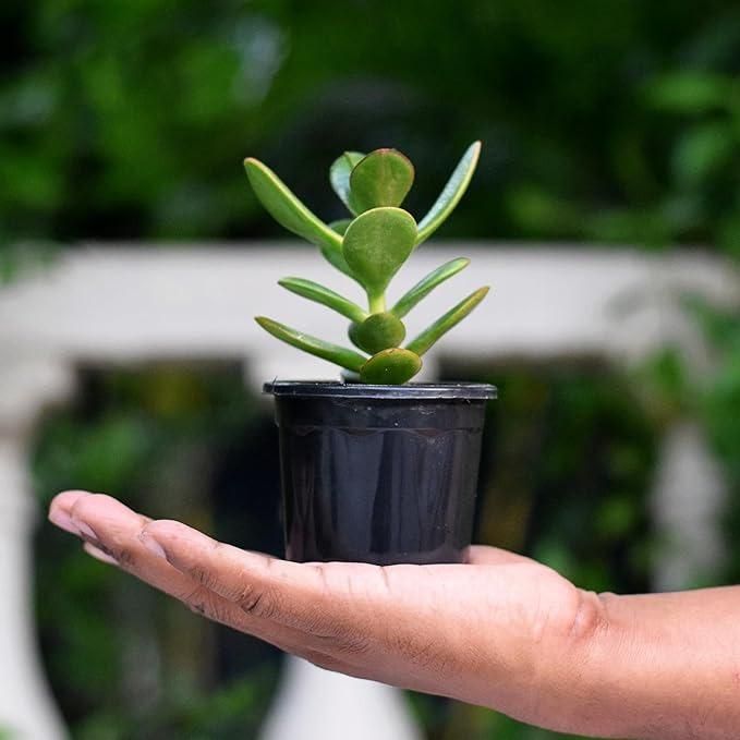 Buy Kuberakshi Green (Crassula Ovata Green): The Perfect Low-Maintenance Indoor Plant