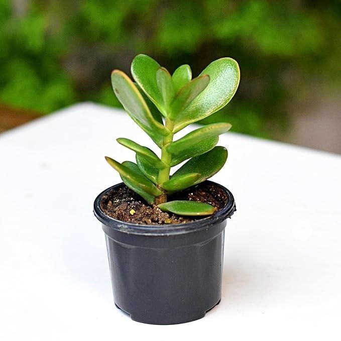 Buy Kuberakshi Green (Crassula Ovata Green): The Perfect Low-Maintenance Indoor Plant