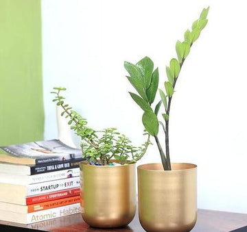 Peace Lily Planter Idea for Gifting (5 Inch, Pack of 2)