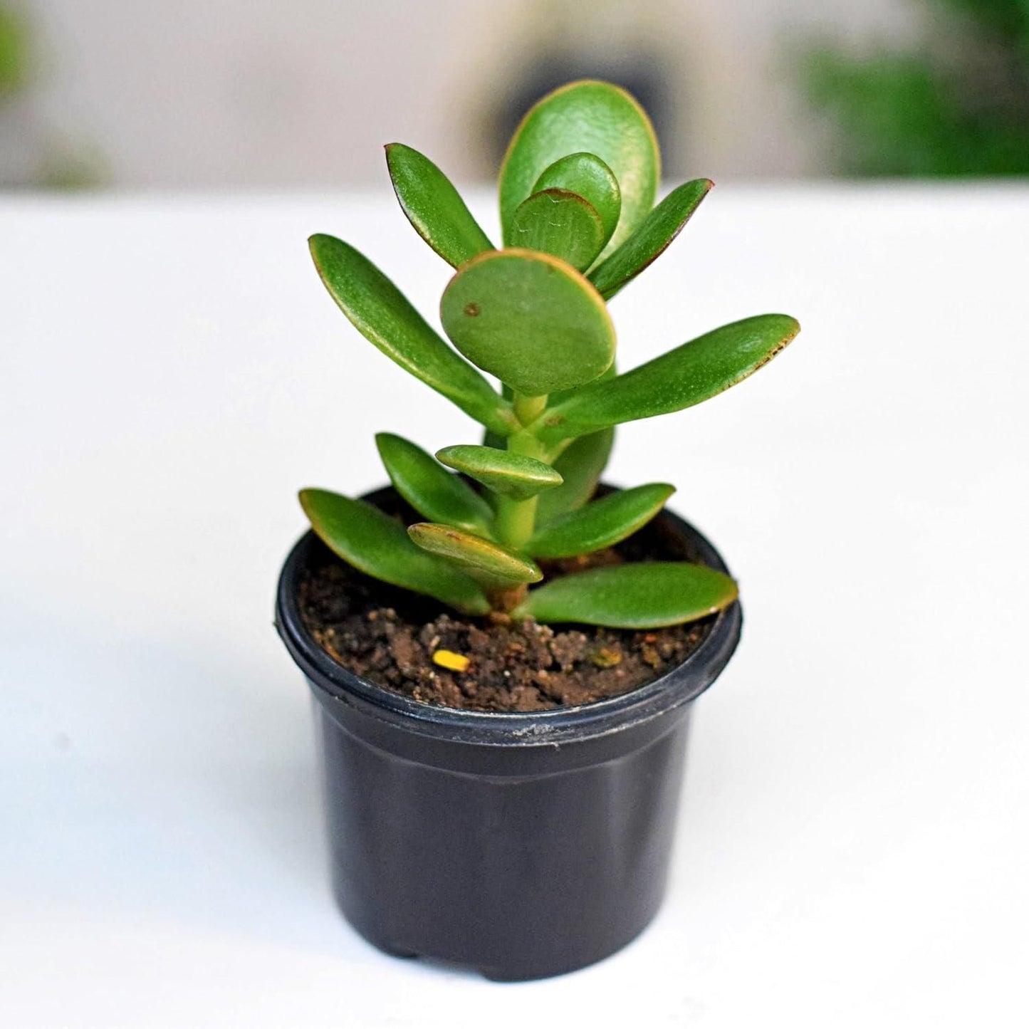 Buy Kuberakshi Green (Crassula Ovata Green): The Perfect Low-Maintenance Indoor Plant