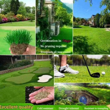 American Style Grass Seed Pack for Lawns