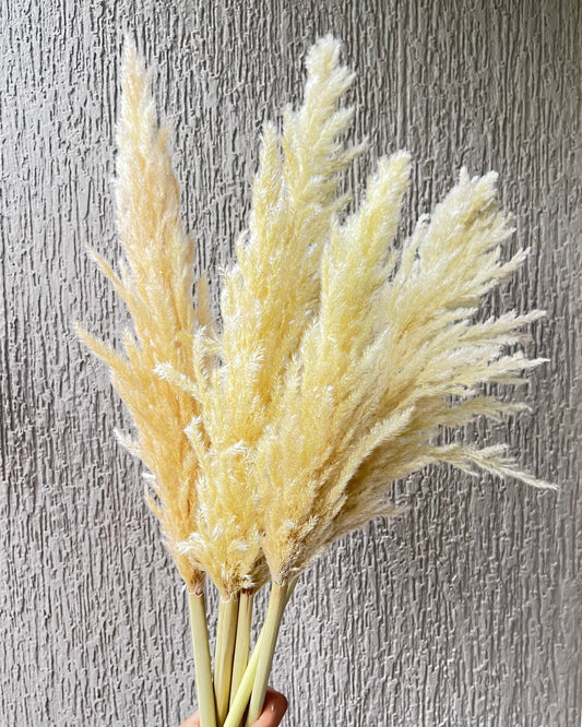 Gorgeous Bunch of Small Ivory Pampas Grass